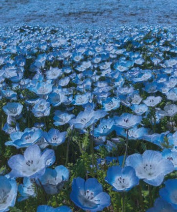 A meadow of Nemophila menziesii at blue hour, pale blue flowers with white centres