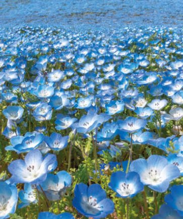 A meadow of Nemophila menziesii in full sun, pale blue flowers with white centres